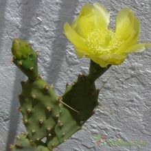 Una foto de Opuntia stricta