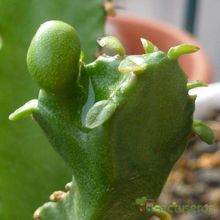 Euphorbia triangularis