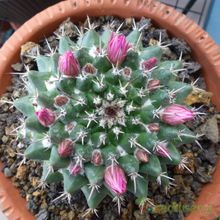 Una foto de Mammillaria compressa ssp centralifera