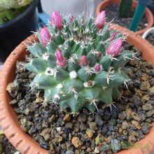 Una foto de Mammillaria compressa ssp centralifera
