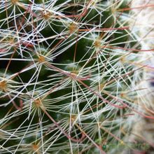 Una foto de Mammillaria zeilmanniana