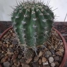 Una foto de Echinopsis silvestrii