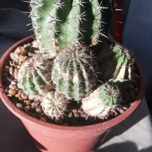 Una foto de Echinopsis silvestrii