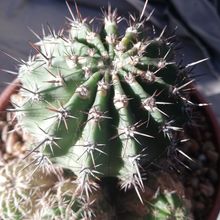 Una foto de Echinopsis silvestrii
