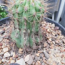 A photo of Echinopsis candicans