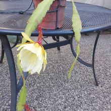 Una foto de Epiphyllum laui