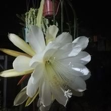 Una foto de Epiphyllum laui