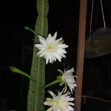 A photo of Cereus uruguayanus