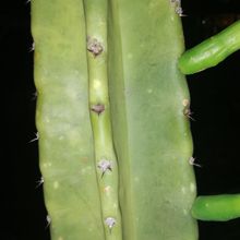A photo of Cereus uruguayanus