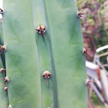 A photo of Cereus uruguayanus