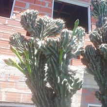 Una foto de Cereus hildmannianus f. monstruosa
