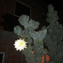 Una foto de Cereus hildmannianus f. monstruosa