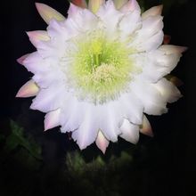 Una foto de Cereus hildmannianus f. monstruosa