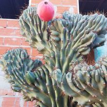 Una foto de Cereus hildmannianus f. monstruosa