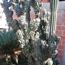 Una foto de Cereus hildmannianus f. monstruosa