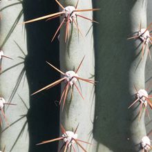 Una foto de Cereus hildmannianus f. monstruosa