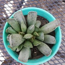 Una foto de Adromischus cooperi