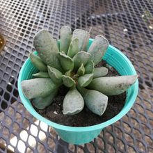 Una foto de Adromischus cooperi