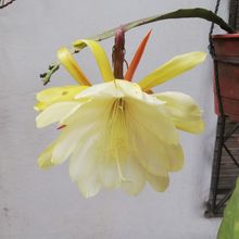 Una foto de Epiphyllum laui
