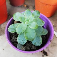 A photo of Sedum clavatum