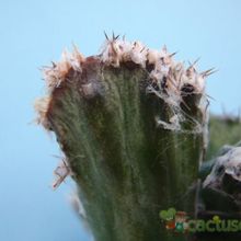 A photo of Cereus spegazzinii fma. crestada