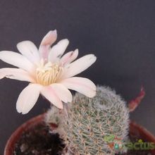 A photo of Rebutia heliosa x pulvinosa cv. sunrise (HIBRIDO)