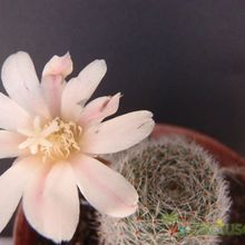 A photo of Rebutia heliosa x pulvinosa cv. sunrise (HIBRIDO)