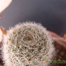 A photo of Rebutia heliosa x pulvinosa cv. sunrise (HIBRIDO)