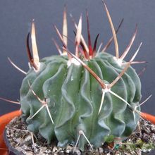 A photo of Stenocactus crispatus