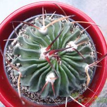 A photo of Stenocactus crispatus