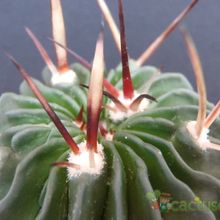 A photo of Stenocactus crispatus