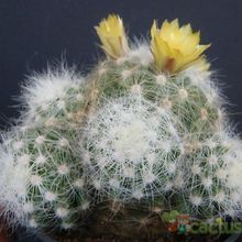 Una foto de Mammillaria baumii