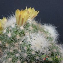 Una foto de Mammillaria baumii