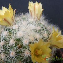 Una foto de Mammillaria baumii