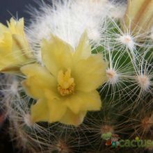 Una foto de Mammillaria baumii