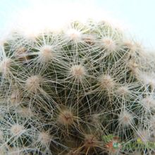 Una foto de Mammillaria baumii