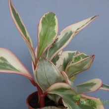 A photo of Peperomia clusiifolia fma. variegada