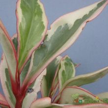 A photo of Peperomia clusiifolia fma. variegada