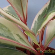 A photo of Peperomia clusiifolia fma. variegada