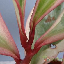A photo of Peperomia clusiifolia fma. variegada