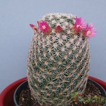 Una foto de Mammillaria matudae