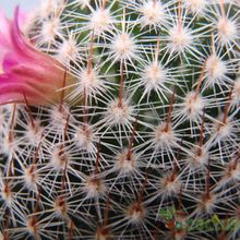 Una foto de Mammillaria matudae