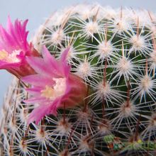 Una foto de Mammillaria matudae