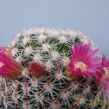 Una foto de Mammillaria matudae