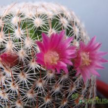 Una foto de Mammillaria matudae
