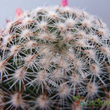 Una foto de Mammillaria matudae