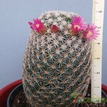 Una foto de Mammillaria matudae