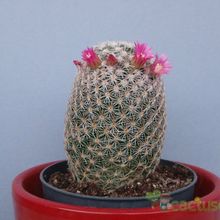 Una foto de Mammillaria matudae