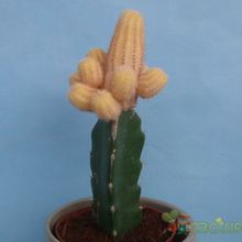 Una foto de Echinopsis chamaecereus (injertado)