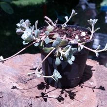 A photo of Sedum spathulifolium subsp. pruinosum